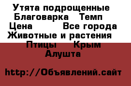 Утята подрощенные “Благоварка“,“Темп“ › Цена ­ 100 - Все города Животные и растения » Птицы   . Крым,Алушта